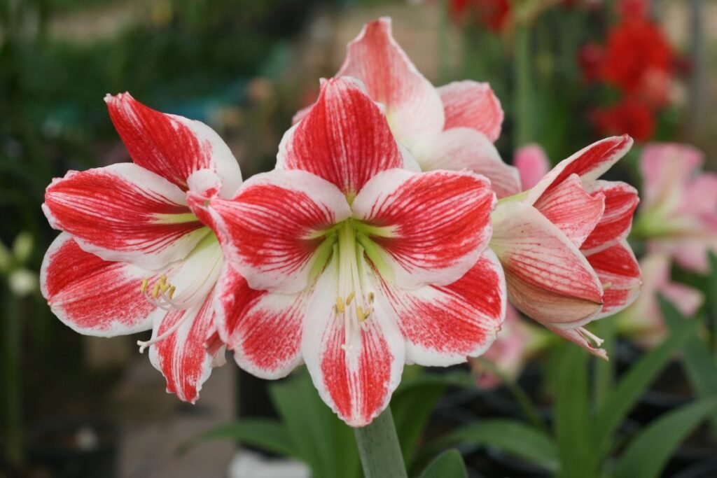 Amarilis 2 | Derlingas.lt Gėlė, išpranašavusi mirtį: beveik pamiršta Kalahario legenda