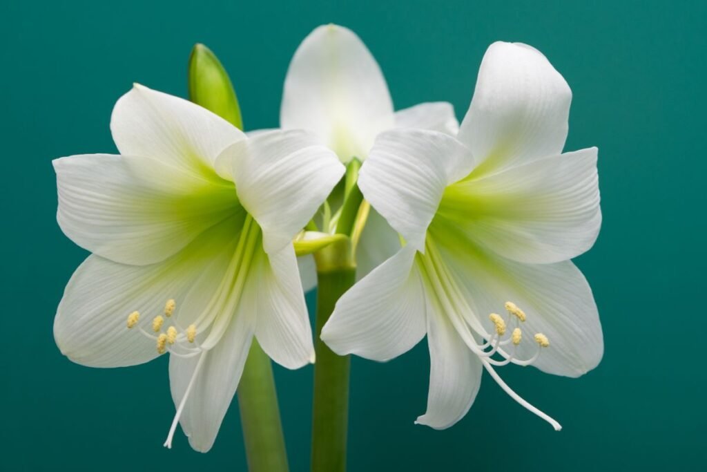 Amarilis 4 | Derlingas.lt Amarilis – Mėnulio gėlė