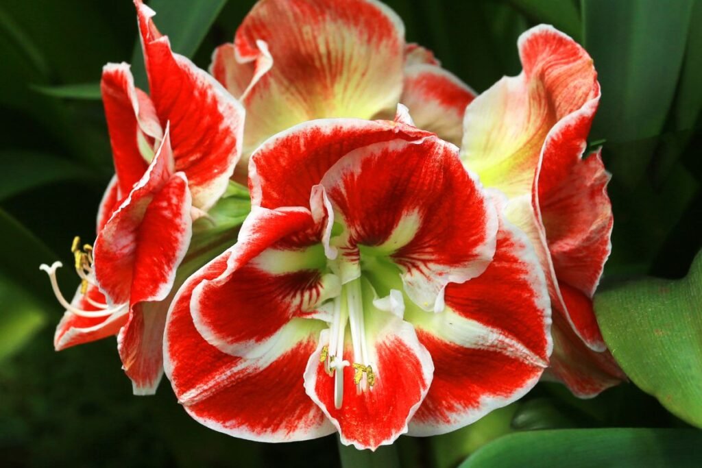 Amarilis 5 | Derlingas.lt Amarilis, nuodingos strėlės ir gailestingumas