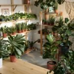 Kambariniai augalai, kurie siurbia energiją. Kas šie žalieji vampyrai jūsų namuose?