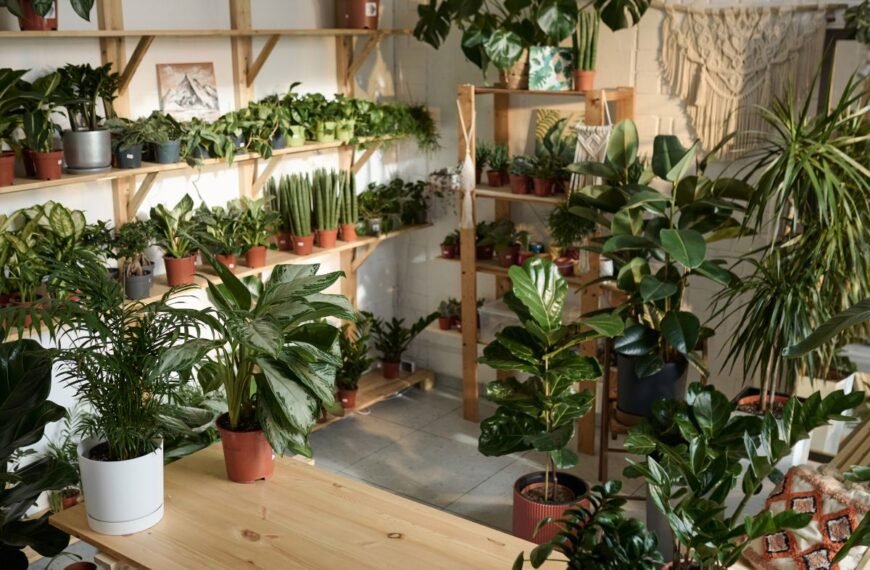 Kambariniai augalai, kurie siurbia energiją. Kas šie žalieji vampyrai jūsų namuose?