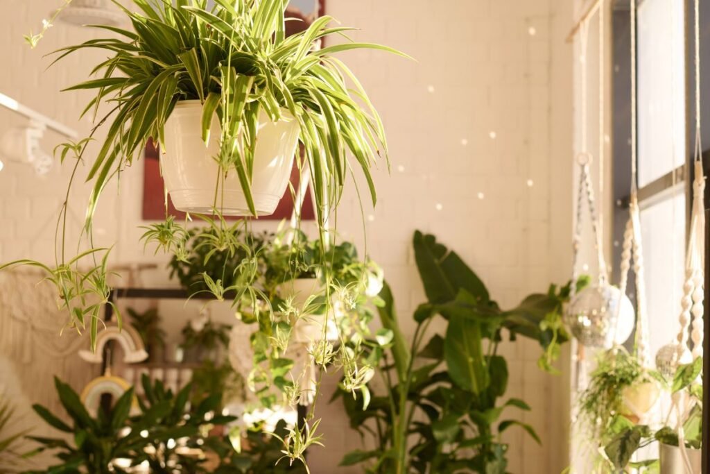 Augalai kurie siurbia energiją 2 | Derlingas.lt Augalai donorai – teigiamos energijos šaltiniai