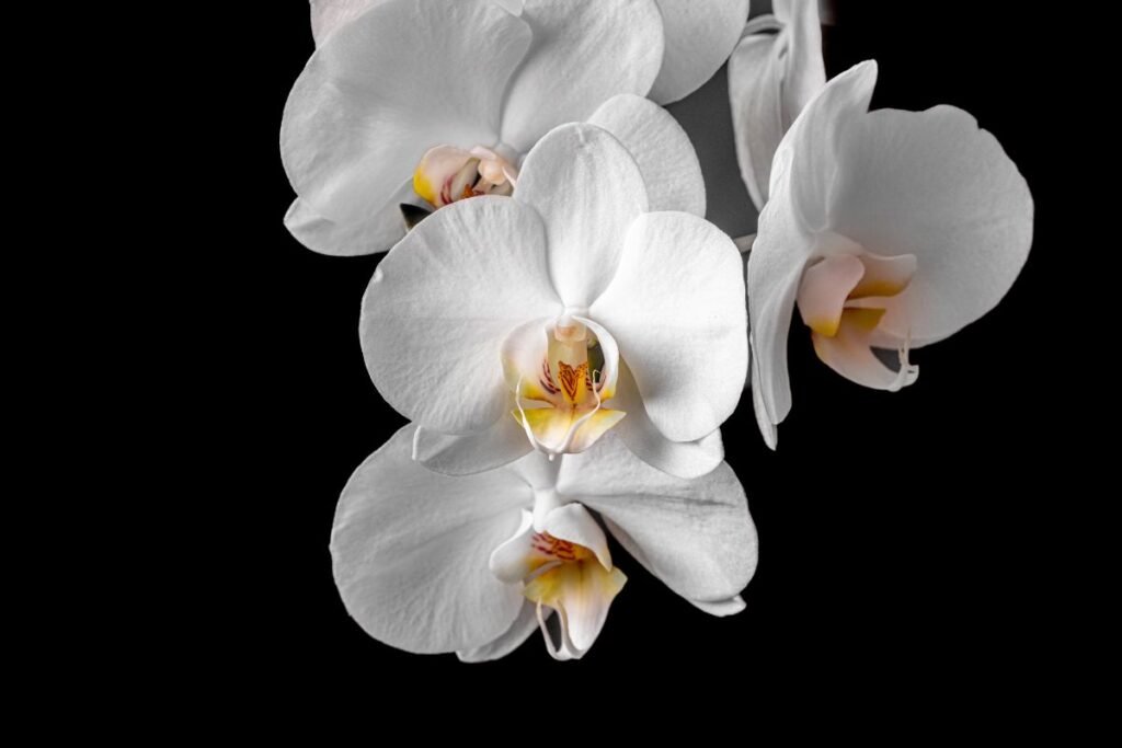 Augalai kurie siurbia energiją 3 | Derlingas.lt Orchidėjos – gražios, bet išsekinančios