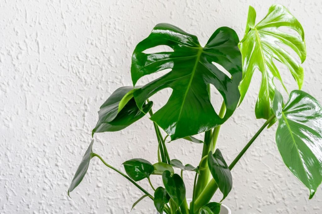 Augalai kurie siurbia energiją 4 | Derlingas.lt Monstera – vaikiškos energijos siurbikė