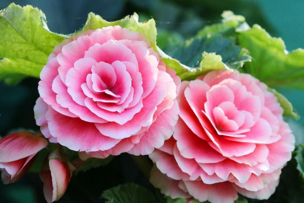 Augalai kurie siurbia energiją 5 | Derlingas.lt Begonija – dviveidė energijos saugotoja