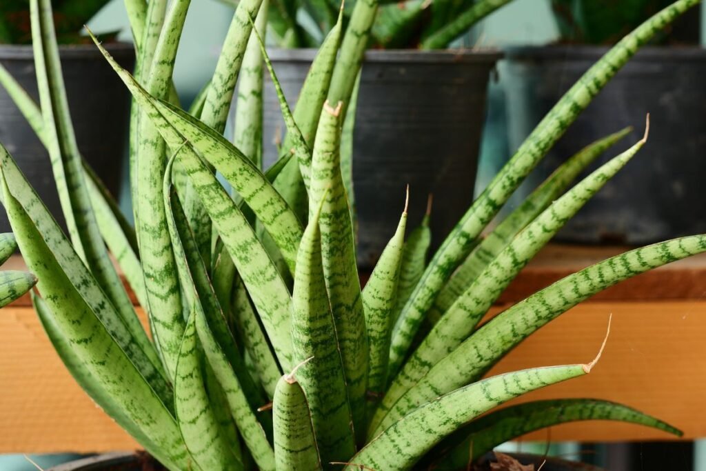 Augalai kurie siurbia energiją 7 | Derlingas.lt Kaktusai ir sansevjera – aštrių spindulių šeimininkai