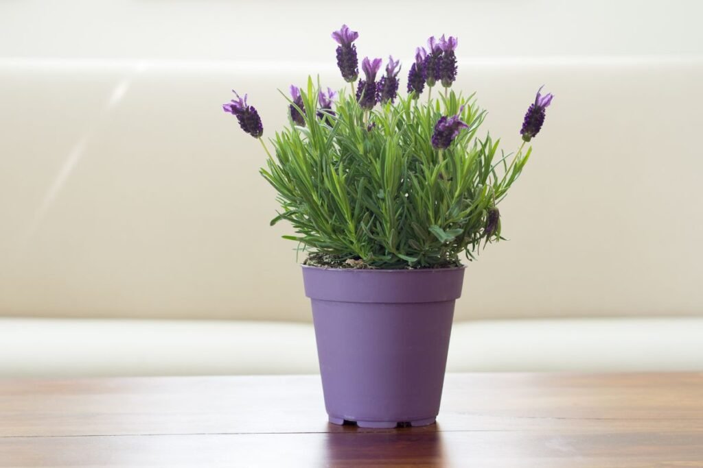 Augalai kurie siurbia energiją 9 | Derlingas.lt Stiprių kvapų augalai: levandos ir eukaliptas