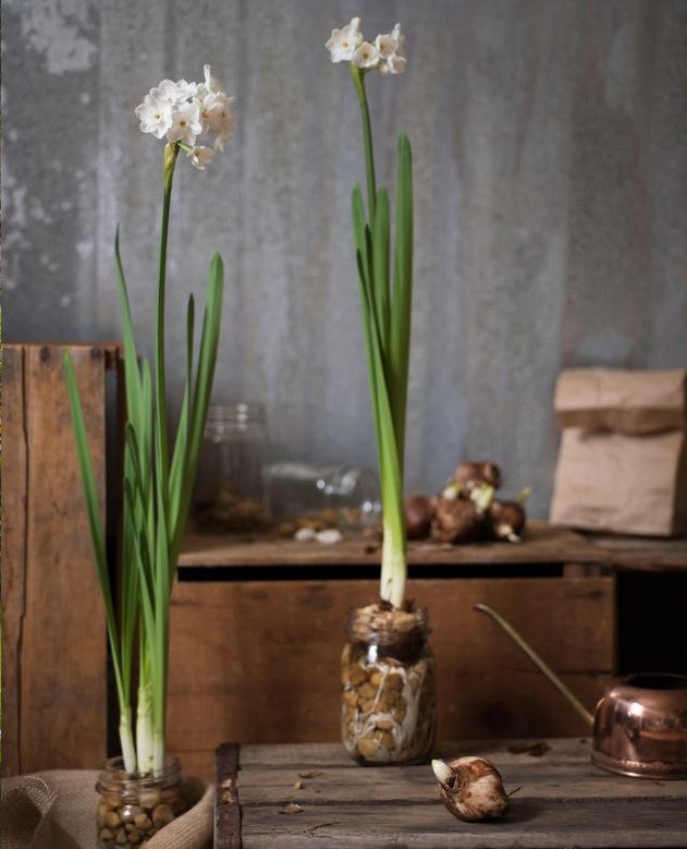 Balti narcizai 1 | Derlingas.lt Pasodinkite dabar ir balti narcizai sužydės per Kalėdas!