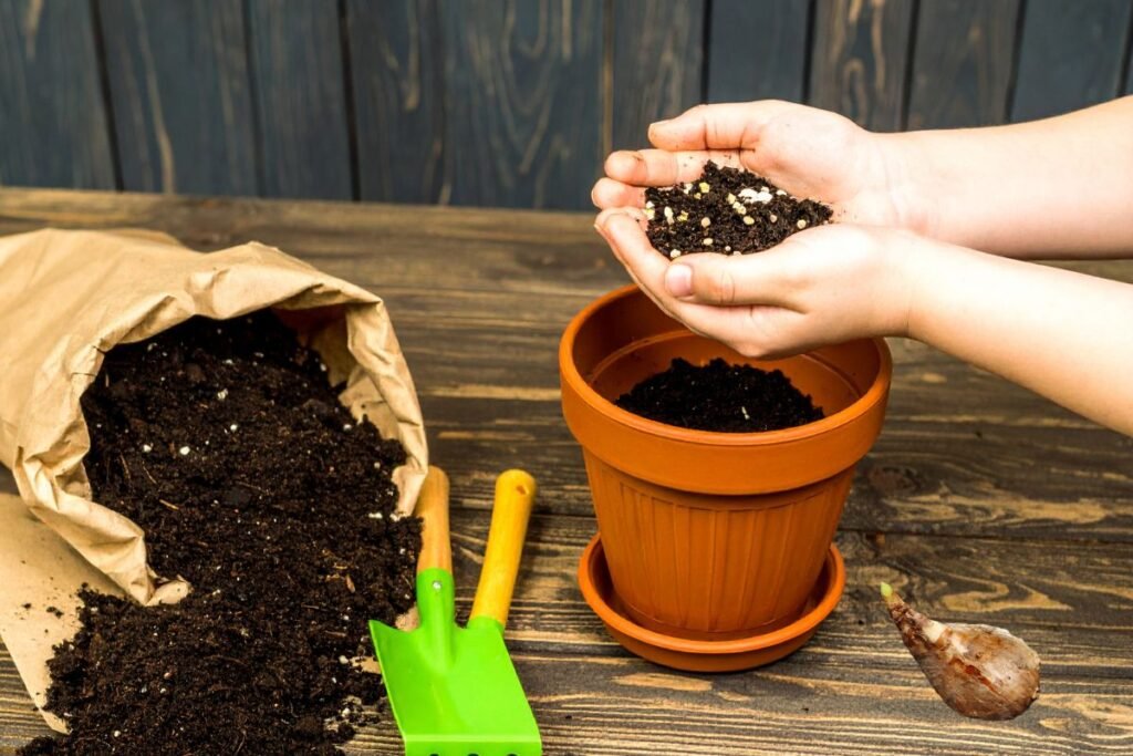 Balti narcizai | Derlingas.lt Narcizo sodinimas į vazoną