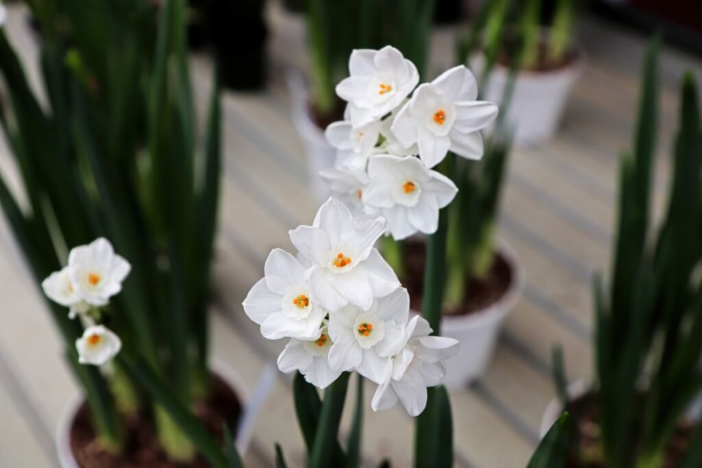 Balti narcizai 2 | Derlingas.lt Pasodinkite dabar ir balti narcizai sužydės per Kalėdas!
