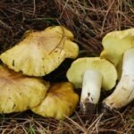 Baltikas – vertingas miškų grybas su rūšių įvairove ir išskirtinėmis savybėmis. Kai kurie auga iki pat šalčių!