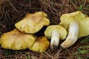 Baltikas – vertingas miškų grybas su rūšių įvairove ir išskirtinėmis savybėmis. Kai kurie auga iki pat šalčių!