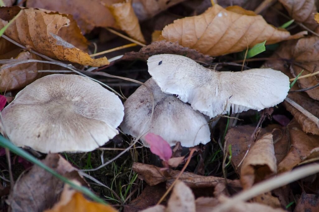 Valgomieji baltikai Lietuvos miškuose