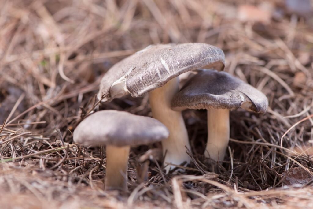 Valgomieji baltikai Lietuvos miškuose