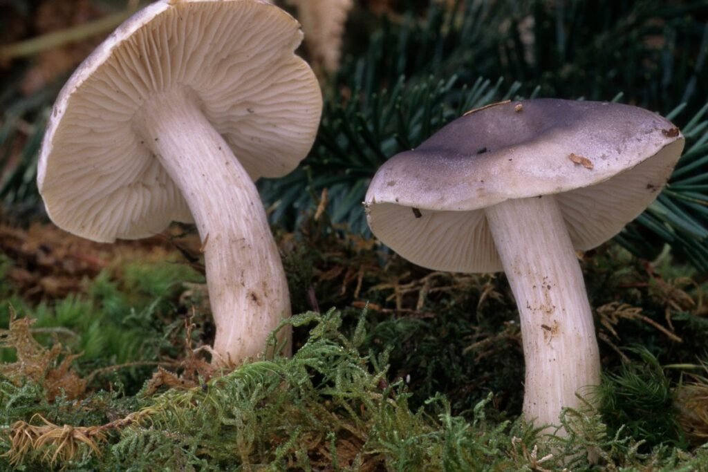 Valgomieji baltikai Lietuvos miškuose