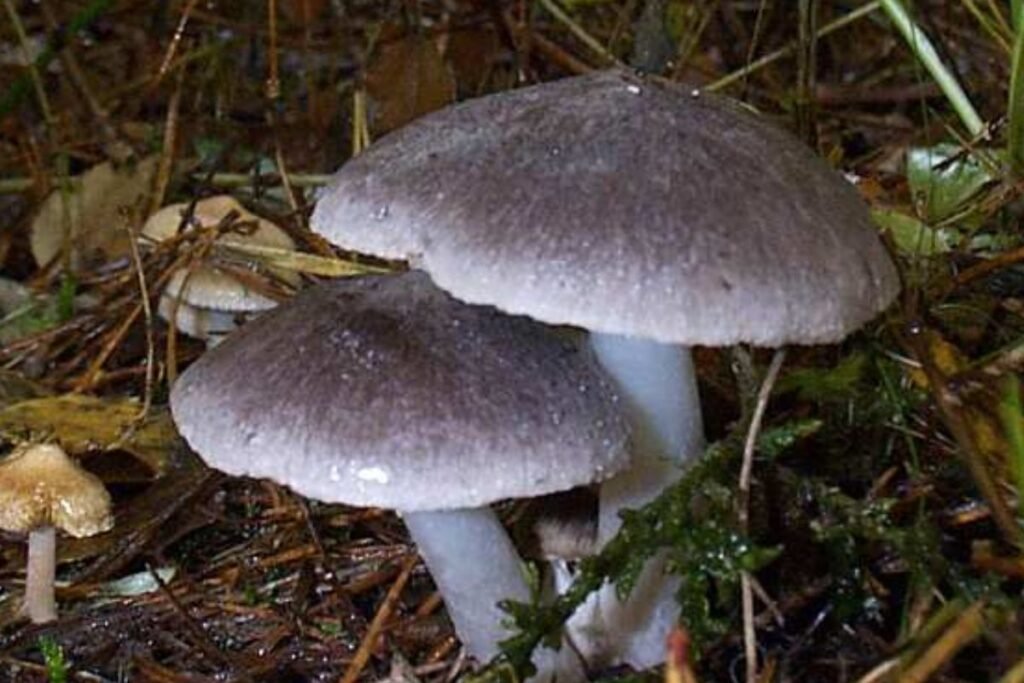 Nuodingi baltikai – pavojai grybautojams