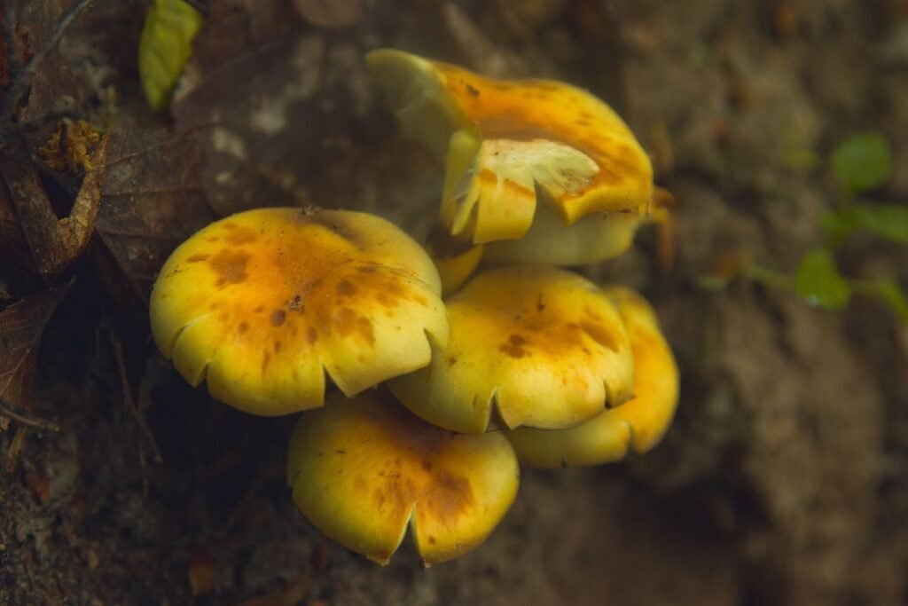 Nuodingi baltikai – pavojai grybautojams