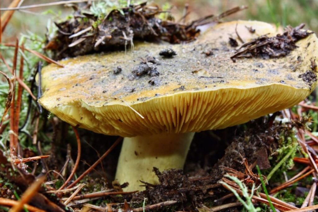 Valgomieji baltikai Lietuvos miškuose