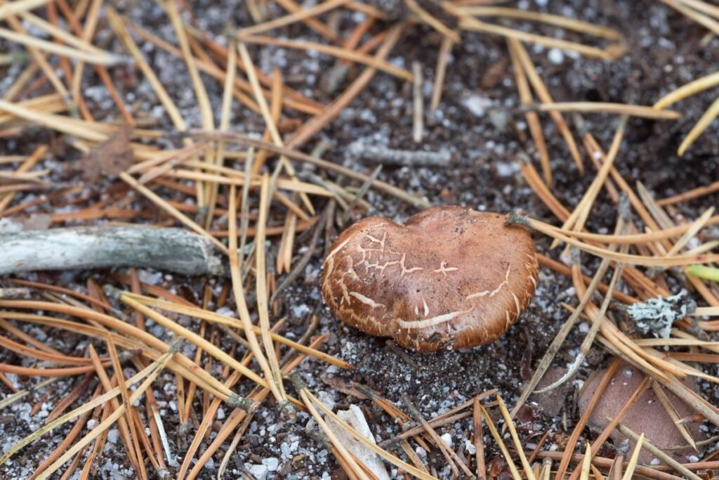 Salierinis baltikas – reta ir saugotina rūšis