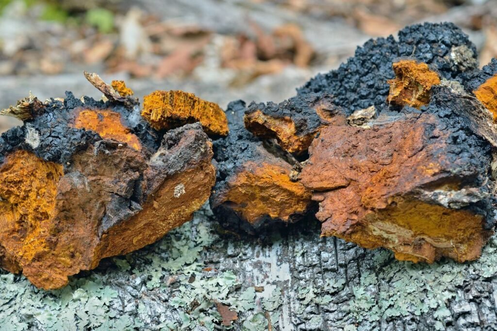 Beržo grybas 1 | Derlingas.lt Kaip atpažinti juodąjį beržo grybą?