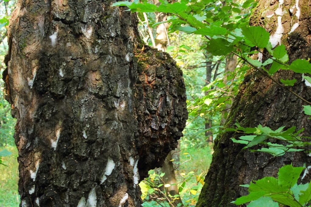 Beržo grybas 5 | Derlingas.lt Kas yra beržo grybas (čaga)?