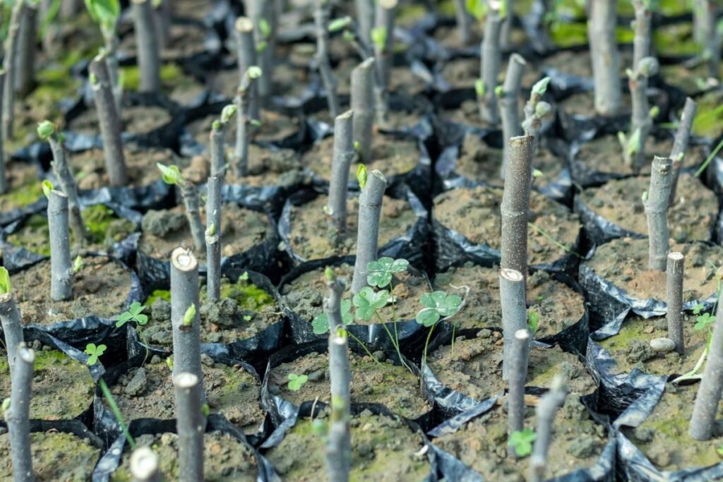 Šilauogių dauginimas auginiais