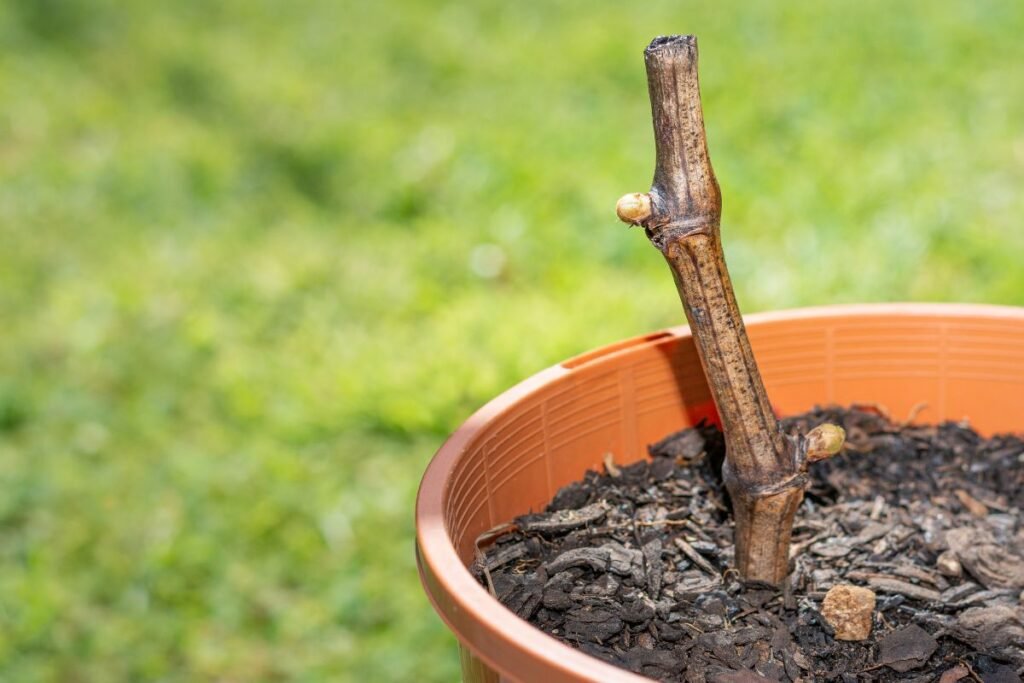 Vynuogių dauginimas ūgliais