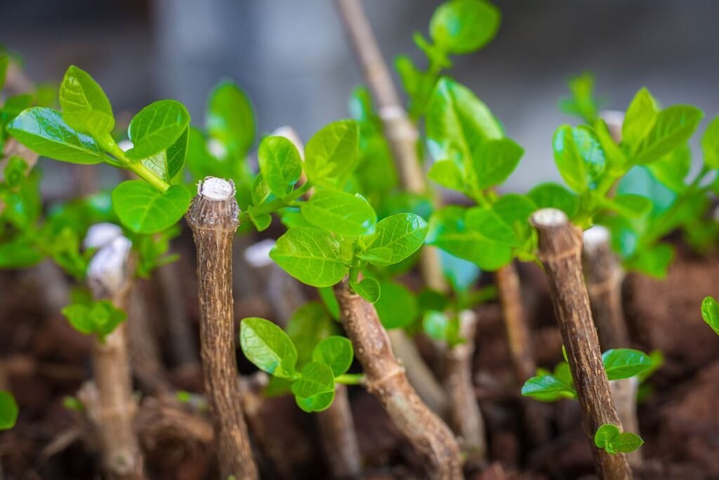 Hortenzijų dauginimas auginiais