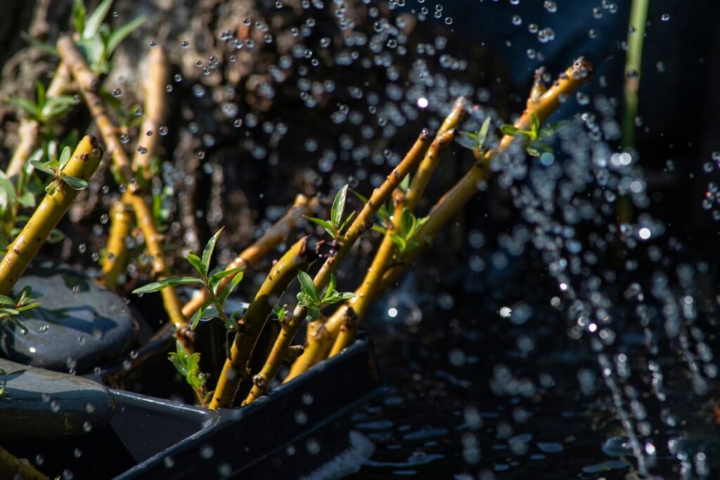 Sėkmingo dauginimo paslaptys