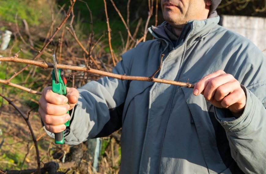 Dauginimas auginiais žiemą – paprastas būdas pagausinti savo sodo kolekciją