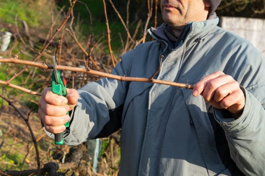 Dauginimas auginiais žiemą – paprastas būdas pagausinti savo sodo kolekciją