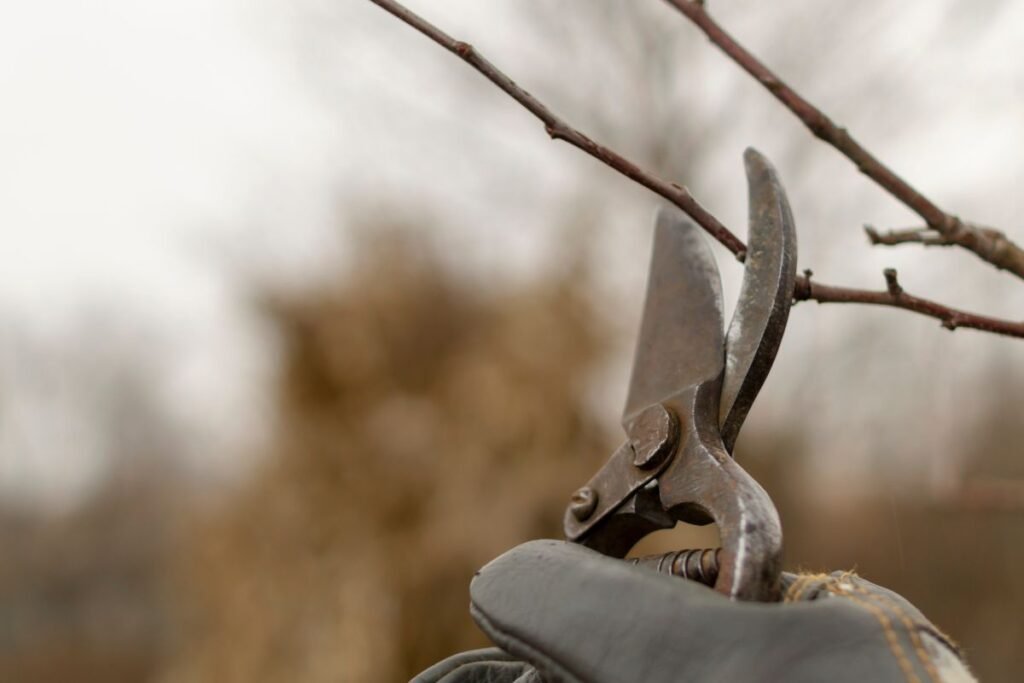Kada ir kaip ruošti sumedėjusius auginius