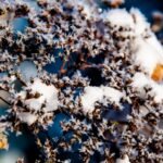 Didžialapės hortenzijos žiemai: kaip tinkamai genėti ir paruošti šalčiams?