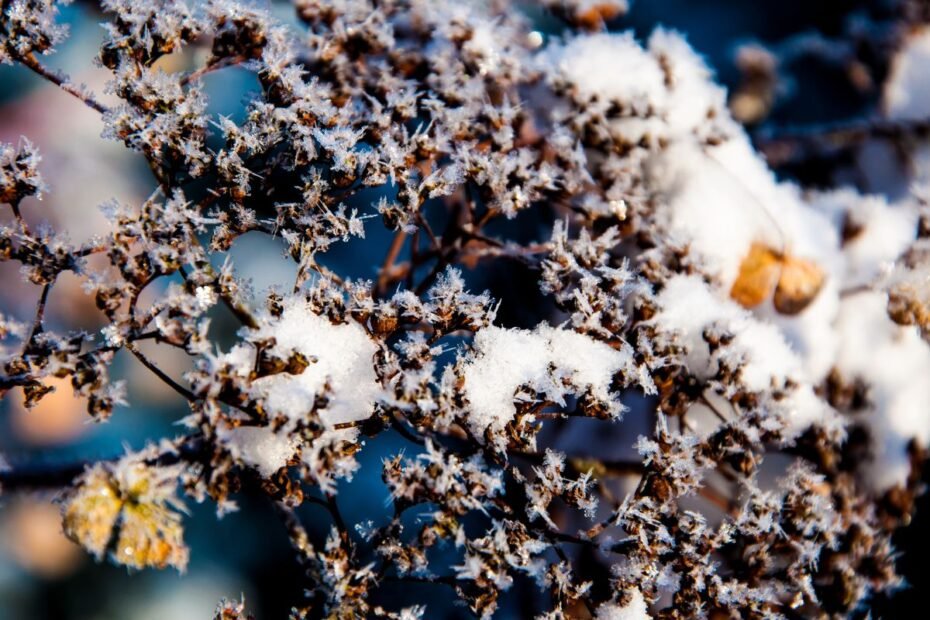 Didžialapės hortenzijos žiemai: kaip tinkamai genėti ir paruošti šalčiams?