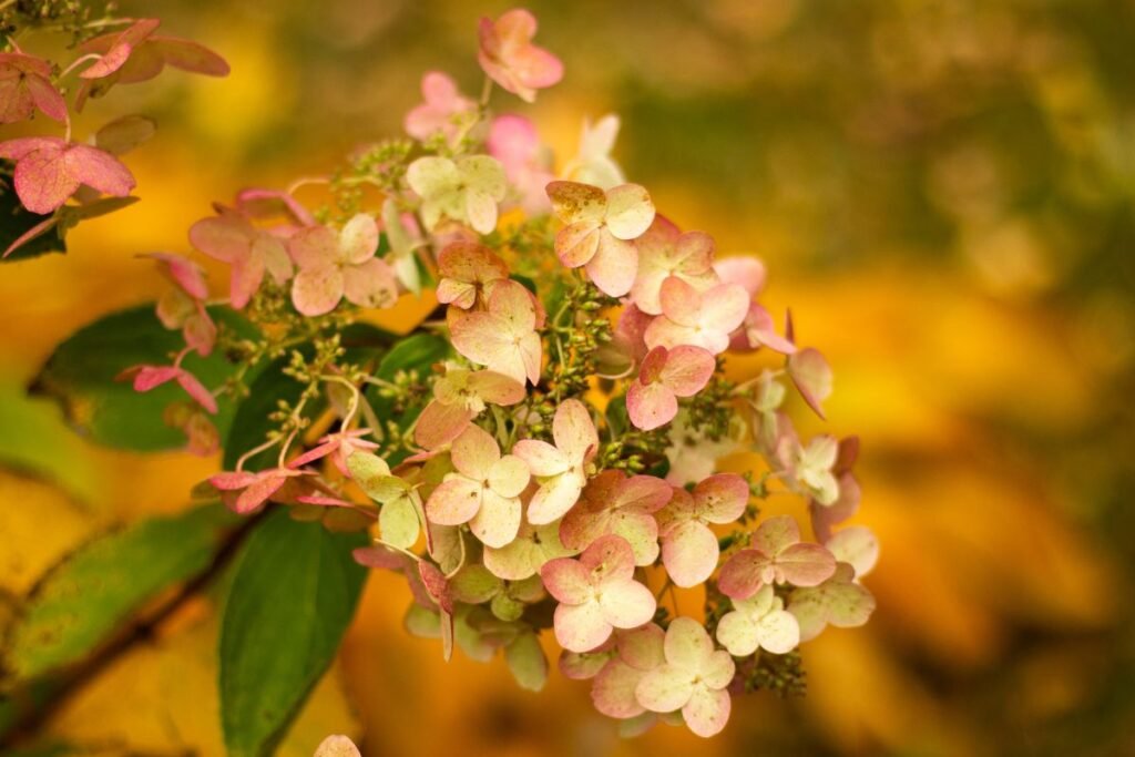 Kada ir kaip nuimti apsaugas pavasarį