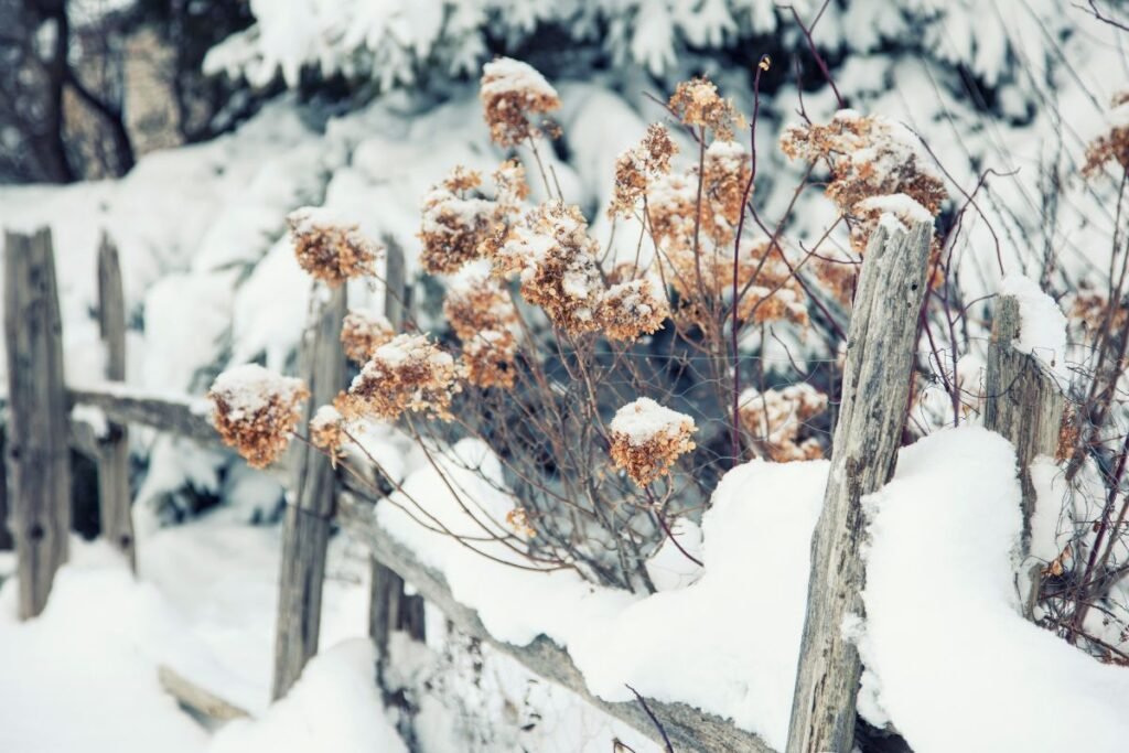 Didžialapės hortenzijos žiemai: ar galima palikti žiedynus žiemai?