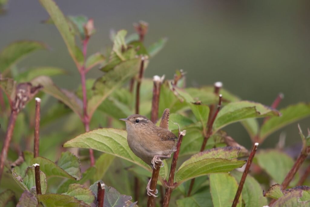 Didžialapės hortenzijos žiemai: atsargumas genint – pagrindinė taisyklė