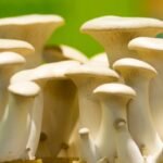 Eringi grybai – ne tik egzotiškas skonis, bet ir nauda sveikatai. Kaip juos įtraukti į savo mitybą?