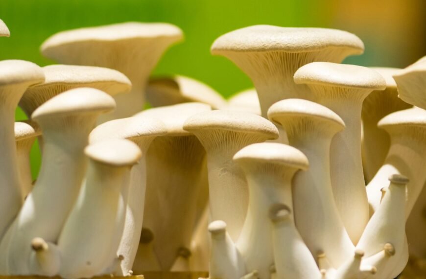 Eringi grybai – ne tik egzotiškas skonis, bet ir nauda sveikatai. Kaip juos įtraukti į savo mitybą?