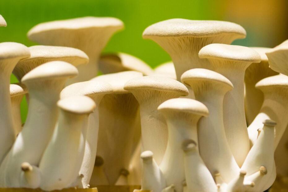 Eringi grybai 6 | Derlingas.lt Eringi grybai – ne tik egzotiškas skonis, bet ir nauda sveikatai. Kaip juos įtraukti į savo mitybą?