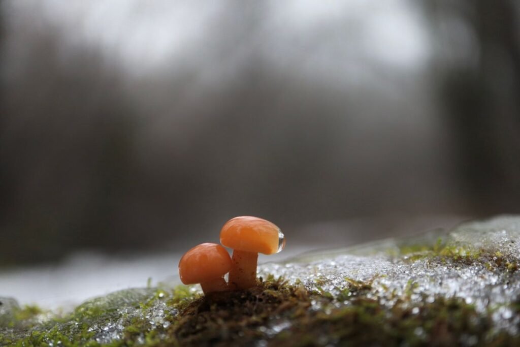 Ar grybai po šalnų dar auga?