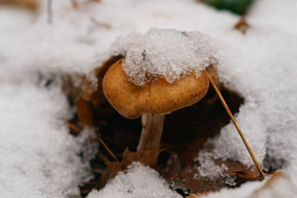 Kokių grybų vengti po šalnų?