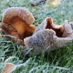 Grybai po šalnų: ar saugu rinkti ir kaip išvengti apsinuodijimo?