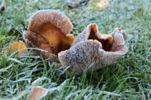 Grybai po šalnų: ar saugu rinkti ir kaip išvengti apsinuodijimo?