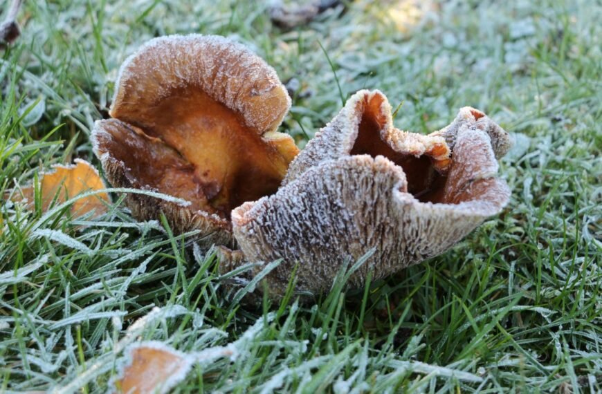 Grybai po šalnų: ar saugu rinkti ir kaip išvengti apsinuodijimo?