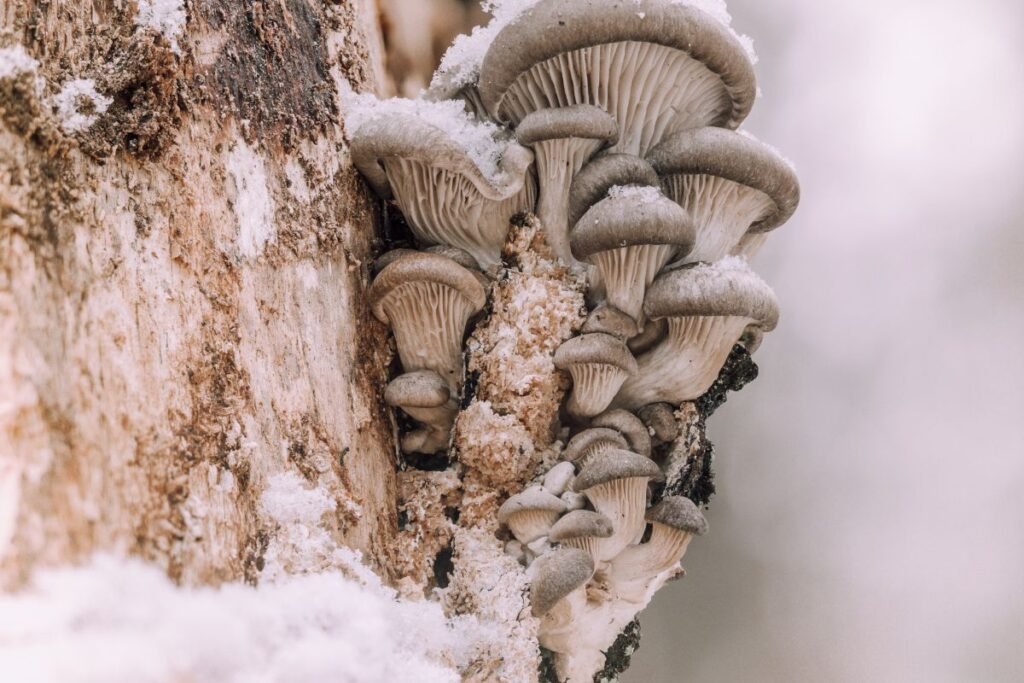 Kada tikrai neverta eiti grybauti?