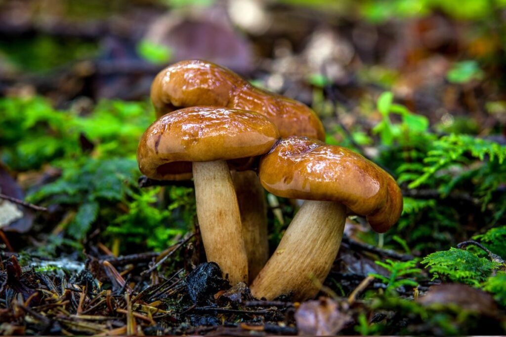Geltonrudis baltikas (Tricholoma fulvum) kaip guotė | Derlingas.lt Geltonrudis baltikas (Tricholoma fulvum)
