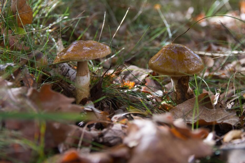 Guotės | Derlingas.lt Guotės