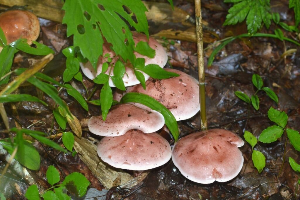 Guotės: kur jos auga? | Derlingas.lt Guotė: kur jos auga?