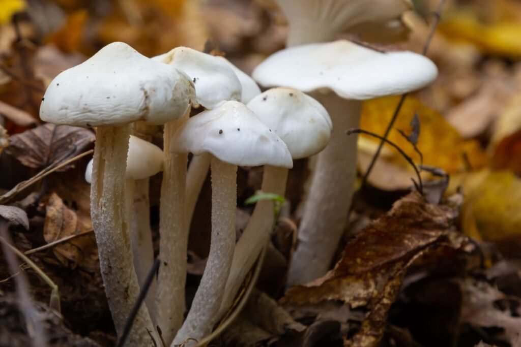 Guotės nauda | Derlingas.lt Guotės nauda